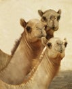 Portrait, camels and group travel in desert together in nature, summer and heat on journey outdoor with sand. Animals Royalty Free Stock Photo