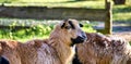 Portrait of a Cameroon sheep. Breed Ovis Aries