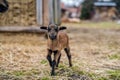 Portrait of Cameroon sheep. Sheep on pasture, looking into the lens. young lamb. Royalty Free Stock Photo