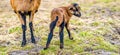 Portrait of Cameroon sheep. Sheep on pasture, looking into the lens. young lamb. panorama. Royalty Free Stock Photo