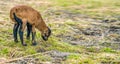 Portrait of Cameroon sheep. Sheep on pasture, looking into the lens. young lamb. panorama. Royalty Free Stock Photo