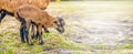 Portrait of Cameroon sheep. Sheep on pasture, looking into the lens. young lamb. panorama. Royalty Free Stock Photo