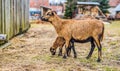 Portrait of Cameroon sheep. Sheep on pasture, looking into the lens. young lamb. panorama. Royalty Free Stock Photo