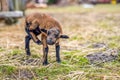 Portrait of Cameroon sheep. Sheep on pasture, looking into the lens. young lamb. panorama. Royalty Free Stock Photo