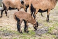 Portrait of Cameroon sheep. Sheep on pasture, looking into the lens. young lamb. panorama. Royalty Free Stock Photo