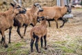 Portrait of Cameroon sheep. Sheep on pasture, looking into the lens. young lamb. Royalty Free Stock Photo