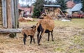 Portrait of Cameroon sheep. Sheep on pasture, looking into the lens. young lamb. Royalty Free Stock Photo