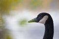 A portrait of a Canada goose Branta canadensis in front of a lake seen through the leaves of a tree. Royalty Free Stock Photo