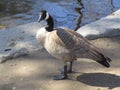 Portrait of Canada goose standing by the waters close up 2019 Royalty Free Stock Photo