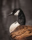 Portrait of Canada Goose - Wild Life Bird - Black White Brown Feathers - Water Fowl