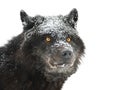 Portrait canadian black wolf on white