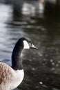 portrait of canadian goose Royalty Free Stock Photo