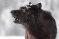 Portrait of a Canadian howling black wolf