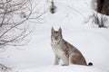 Portrait Canadian Lynx