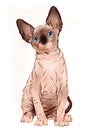 Portrait of the Canadian sphinx cat