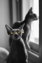 Portrait of 2 Canadian Sphynx cats Royalty Free Stock Photo