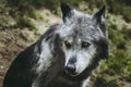 Portrait of a Canadian wolf with gray and brown fur