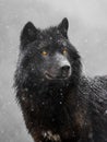 Portrait of a canadian wolf in snow