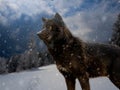 Portrait of canadian wolf in snowy weather