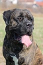 Portrait of Cane Corso