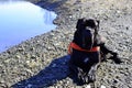 Portrait Cane Corso Dog black