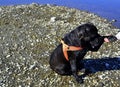 Portrait Cane Corso Dog black