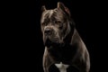 Portrait Cane Corso Dog on Black Royalty Free Stock Photo