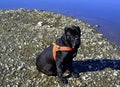 Portrait Cane Corso Dog black