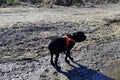 Portrait Cane Corso Dog black