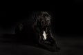 Portrait of a Cane Corso dog breed on a black background.