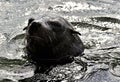 Portrait Cape fur seal (Arctocephalus pusilus) Royalty Free Stock Photo