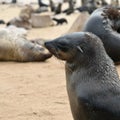 Portrait of the cape fur seal, Namibia Royalty Free Stock Photo