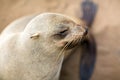 Portrait of cape fur seal Royalty Free Stock Photo