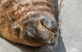 Portrait of a Cape fur seal Royalty Free Stock Photo