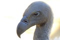 Portrait of Cape Griffon Vulture Royalty Free Stock Photo