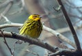 Portrait of a CAPE MAY WARBLER Setophaga tigrina Royalty Free Stock Photo