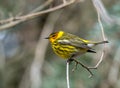 Portrait of a CAPE MAY WARBLER Setophaga tigrina Royalty Free Stock Photo