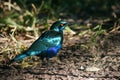 Cape starling, or Cape glossy starling Lamprotornis nitens in Moremi Game Reserve in Botswana Royalty Free Stock Photo