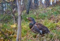 Portrait of a capercaillie with a red eyebrow in the forest Royalty Free Stock Photo