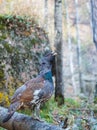 Portrait of a capercaillie with a red eyebrow in the forest Royalty Free Stock Photo