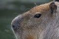 Portrait of a capibara in the sunshine