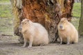 Portrait of a capivara sitting in a zoo