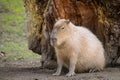 Portrait of a capivara sitting in a zoo