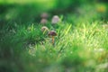 Portrait of capped mushrooms growing in a green grass lawn low perspective Royalty Free Stock Photo