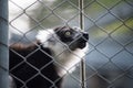 captive black and white lemur behind a metallic fence Royalty Free Stock Photo