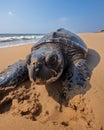 Portrait of adult leatherback female turtle, front flippers digging a deep hole on golden sand beach