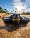 Portrait of adult leatherback female turtle, front flippers digging a deep hole on golden sand beach