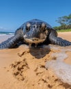 Portrait of adult leatherback female turtle, front flippers digging a deep hole on golden sand beach