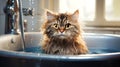 Portrait capturing the displeasure of a cat during a bath