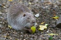 Portrait Capybara in nature Royalty Free Stock Photo